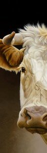 goldie-a-glance-ltd-editon-print-on-paper-24x75-inches