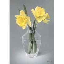 Daffodil Bloomage