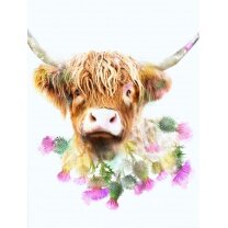 Highland Cow 2